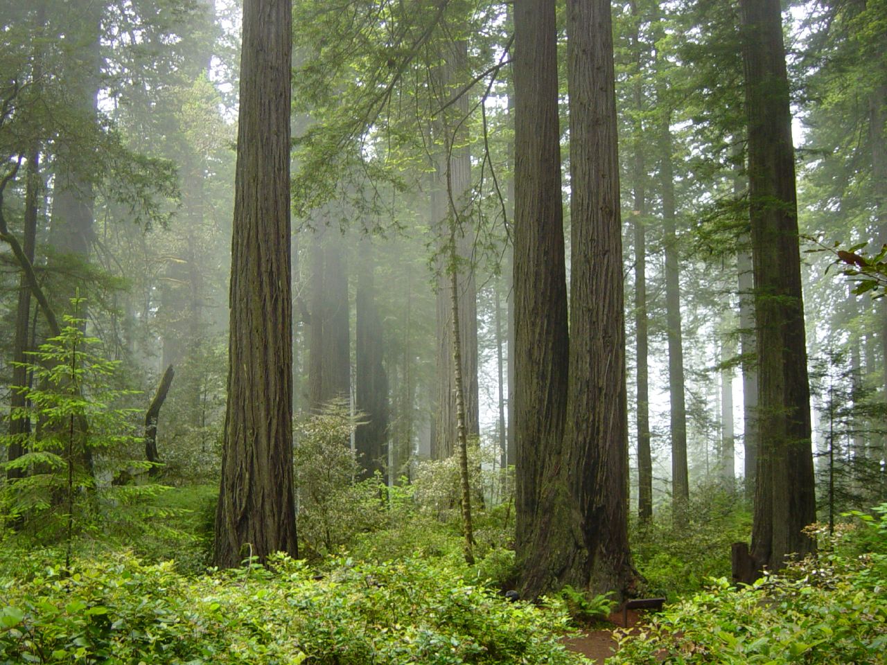 Reference photograph: Redwood_National_Park,_fog_in_the_forest.jpg